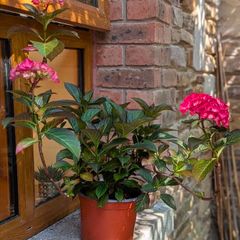 Hydrangea