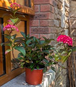 Hydrangea