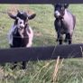 x2 Pygmy Goats Image 2