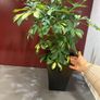 Plant Image 2