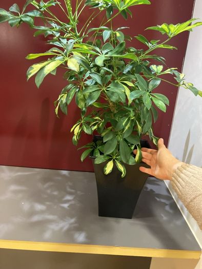 Plant
