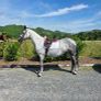 Connemara mare Image 6