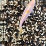2 Goldfish for Adoption Free to Take Away Image 3