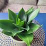 Healthy Sansevieria Hahnii in Decorative Pot Image 9