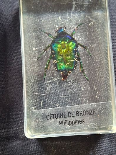 Genuine Collection of 15 Clear Resin Exotic Insects and Arachnids Price is for 1 only
