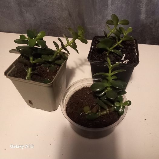 Money plant