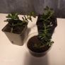 Money plant Image 2