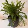Indoor plants in pots Image 3