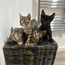 kittens Image 4