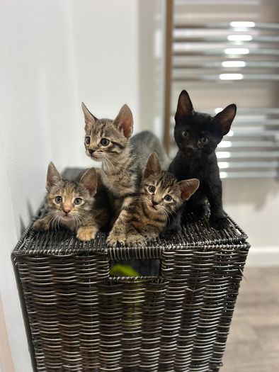 kittens