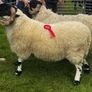 Blackface ram Image 2