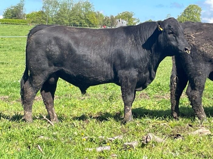 Kingdom Angus