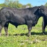 Kingdom Angus Image 5
