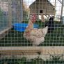 Poultry Coops and Runs Image 3