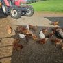 poultry chickens Image 2