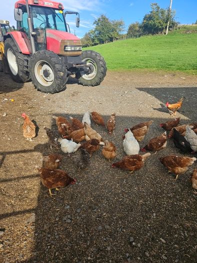poultry chickens