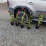 Cherry Laural Hedging 5/6 FT from 35 euro Image 3