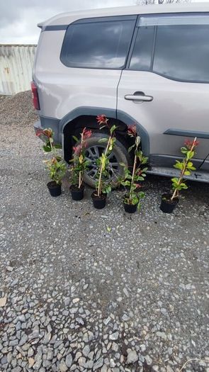 Cherry Laural Hedging 5/6 FT from 35 euro