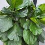 Ficus Lyrata planters x 2 Image 5