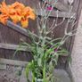 Day Lily /Hemerocallis fulva 'Flore Pleno' plant Image 3