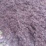 Bark mulch Image 7