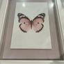 Framed Butterfly Picture Image 3