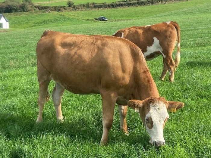 17 Fleck cross in Calf Heifers for Sale