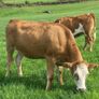 17 Fleck cross in Calf Heifers for Sale Image 8
