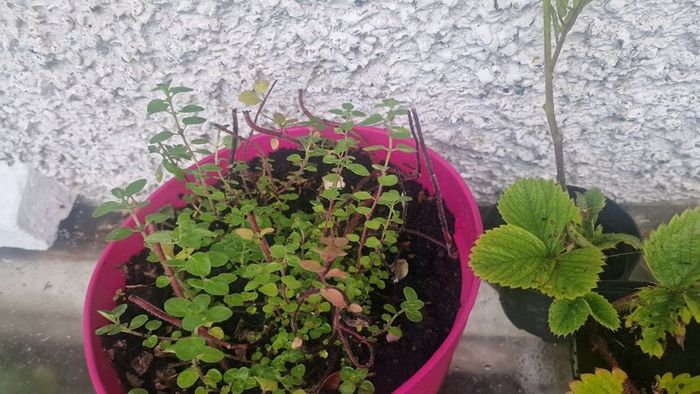 oregano