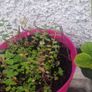 oregano Image 2