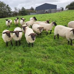 12 Soffolk Crossbred Hoggets in 1 or 2 batches