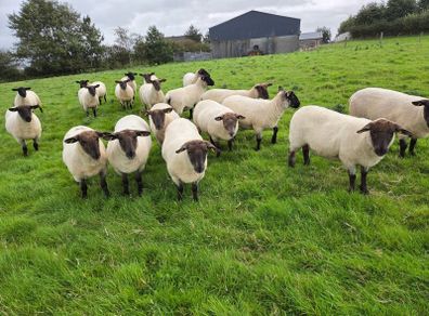 12 Soffolk Crossbred Hoggets in 1 or 2 batches