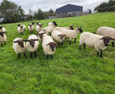 12 Soffolk Crossbred Hoggets in 1 or 2 batches