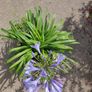 XXL Agapanthus africanus umbellatus Blue plant in the plastic pot Image 5