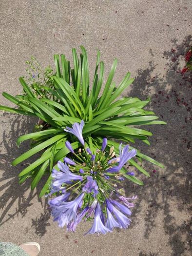 XXL Agapanthus africanus umbellatus Blue plant in the plastic pot
