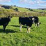 Fr Incalf Heifers Image 2