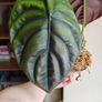 Large Alocasia Cuprea Red Secret Image 3