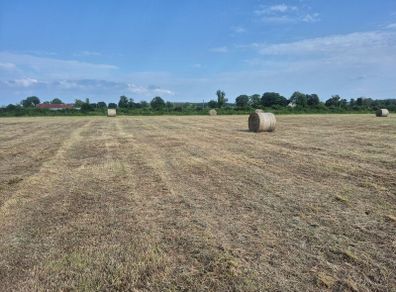 Round bales of hay
