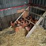 point of lay hens Image 2