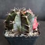 Gymnocalycium mihanovichii cactus Image 6