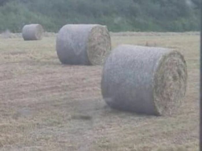 Hay