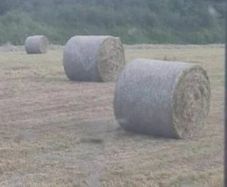 Hay
