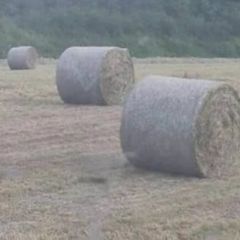 Hay
