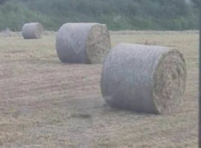 Hay