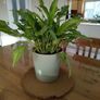 Peace lily plant Image 3