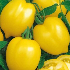(T) Tomato Citrina seeds 0.2g (110674)
