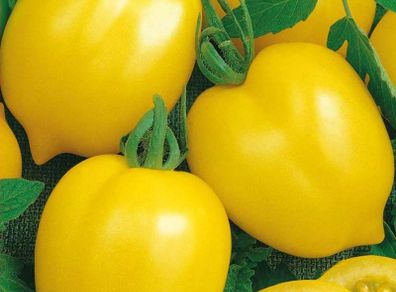 (T) Tomato Citrina seeds 0.2g (110674)