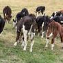 40 Hereford Bulls Image 9