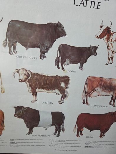 1979 Frederick Warne "Farm Animals Cattle" framed print