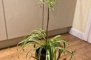 Spider plant